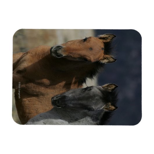 Mustang Foal Headshot Magneet (Horizontaal)