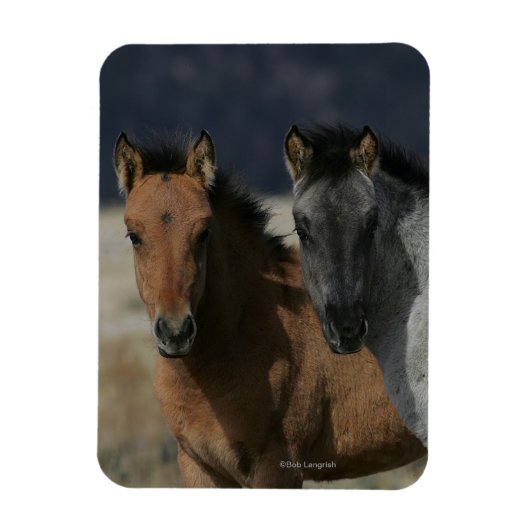 Mustang Foal Headshot Magneet (Verticaal)