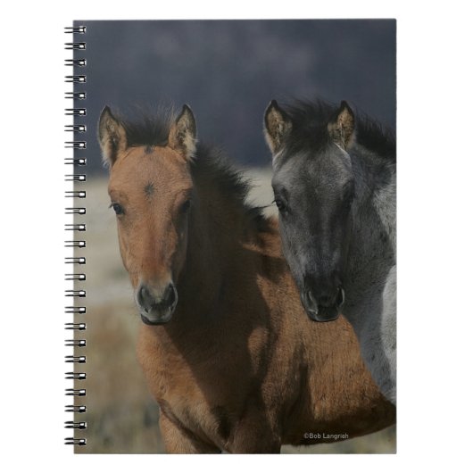 Mustang Foal Headshot Notitieboek (Voorkant)