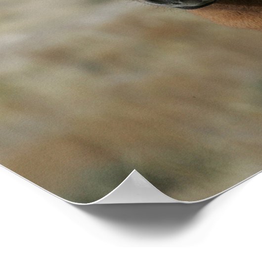 Mustang Foal Headshot Poster (Hoek)