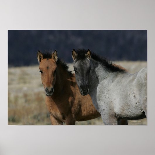 Mustang Foal Headshot Poster (Voorkant)