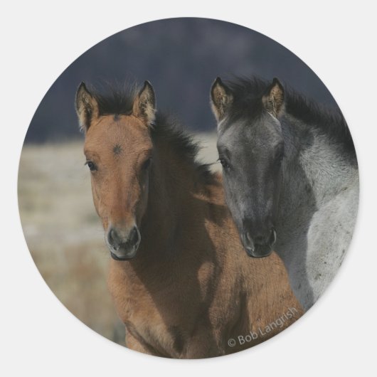 Mustang Foal Headshot Ronde Sticker (Voorkant)