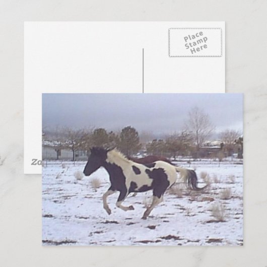 Mustang-geest Briefkaart (Voorkant / Achterkant)