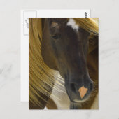 Mustang Horse Photo Briefkaart (Voorkant / Achterkant)