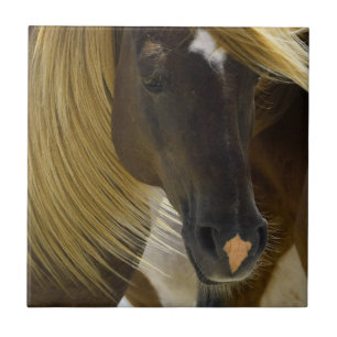 Mustang Horse Photo Trivet Tegeltje