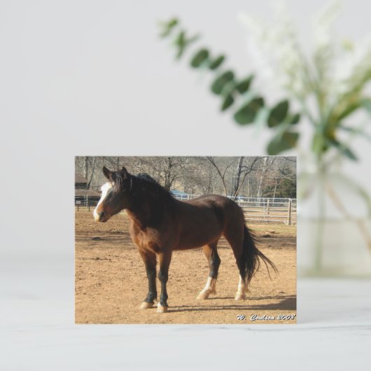 Mustang Mare Briefkaart (Staand voorkant)