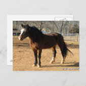Mustang Mare Briefkaart (Voorkant / Achterkant)