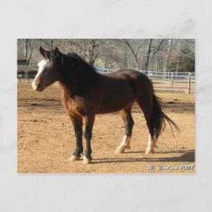 Mustang Mare Briefkaart