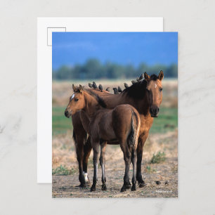 Mustang Mare en kalveren met vogels Briefkaart