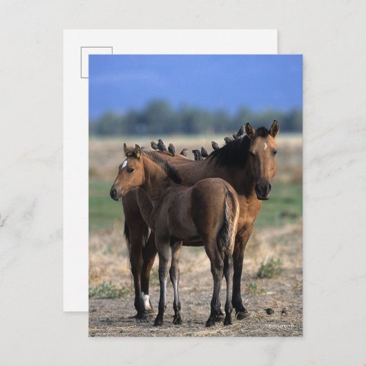 Mustang Mare en kalveren met vogels Briefkaart (Voorkant / Achterkant)