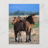 Mustang Mare en kalveren met vogels Briefkaart (Voorkant)