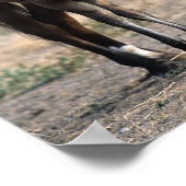 Mustang Mare en kalveren met vogels Poster (Hoek)