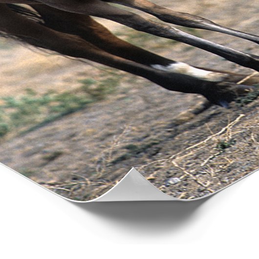 Mustang Mare en kalveren met vogels Poster (Hoek)