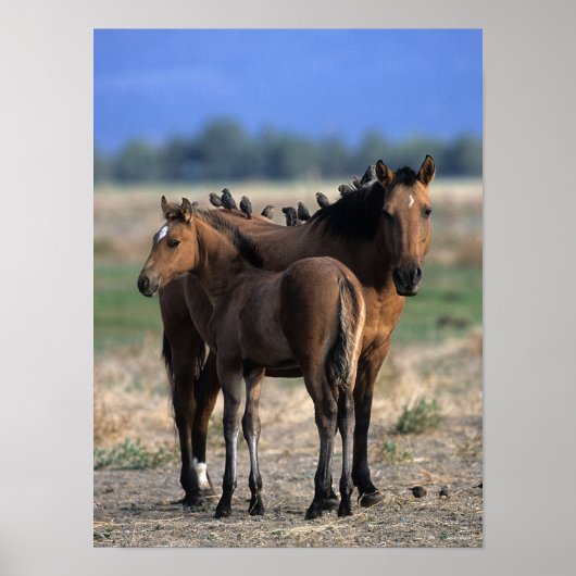 Mustang Mare en kalveren met vogels Poster (Voorkant)