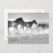 Mustang Run Briefkaart (Voorkant / Achterkant)