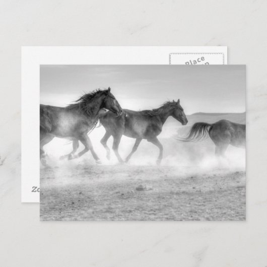 Mustang Run Briefkaart (Voorkant / Achterkant)