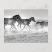 Mustang Run Briefkaart (Voorkant)