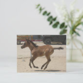 Mustang-Spirit-postkaart Briefkaart (Staand voorkant)