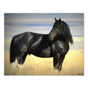 Mustang Stallion "SOX" Foto Afdruk