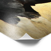 Mustang Stallion "SOX" Foto Afdruk (Hoek)