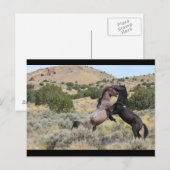 Mustang Waltz Briefkaart (Voorkant / Achterkant)