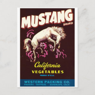 Mustang Wild Horse Guadalupe California Vegetables Briefkaart