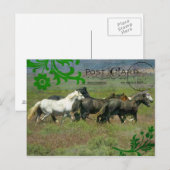 Mustangs Briefkaart (Voorkant / Achterkant)