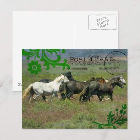 Mustangs Briefkaart (Voorkant / Achterkant)