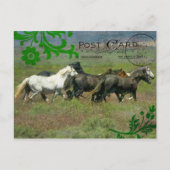 Mustangs Briefkaart (Voorkant)