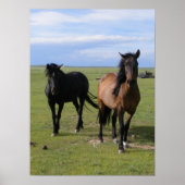 Mustangs Poster (Voorkant)