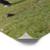 Mustangs Poster (Hoek)