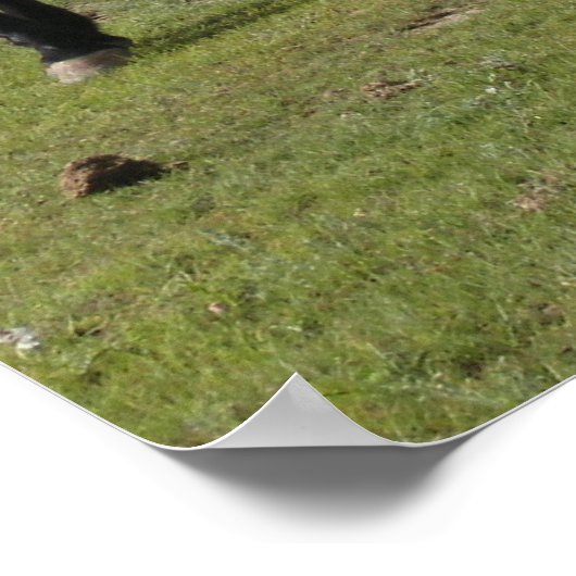 Mustangs Poster (Hoek)