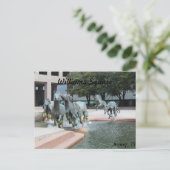 Mustangs van Las Colinas # 12 Briefkaart (Staand voorkant)