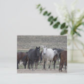 Mustangs van Utah Briefkaart (Staand voorkant)