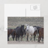 Mustangs van Utah Briefkaart (Voorkant / Achterkant)