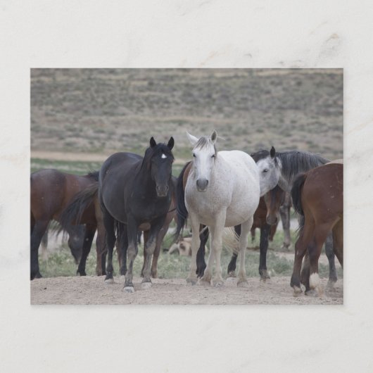 Mustangs van Utah Briefkaart (Voorkant)