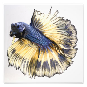 Mustard Gas Halfmoon Betta Foto Afdruk