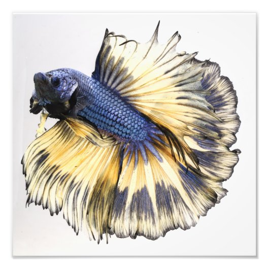 Mustard Gas Halfmoon Betta Foto Afdruk (Voorkant)