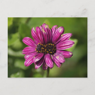Mutant Osteospermum / Dimorphotheca Briefkaart