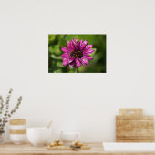 Mutant Osteospermum / Dimorphotheca Poster (Keuken)