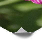 Mutant Osteospermum / Dimorphotheca Poster (Hoek)