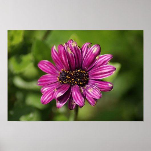 Mutant Osteospermum / Dimorphotheca Poster (Voorkant)
