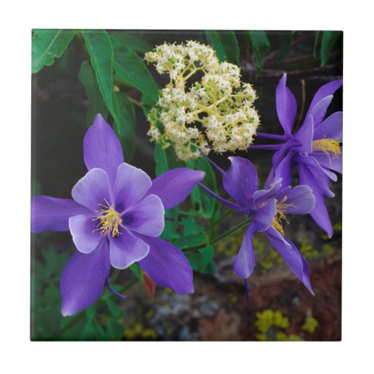 Mutante Akelei Wilde Bloemen Tegeltje (Voorkant)