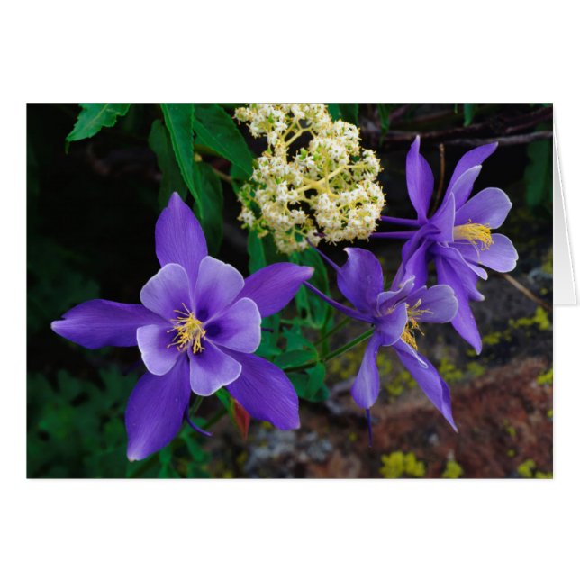 Mutante Aquilega-wildbloemen (Voorkant Horizontaal)
