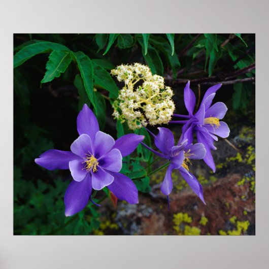 Mutante Aquilega-wildbloemen Poster (Voorkant)