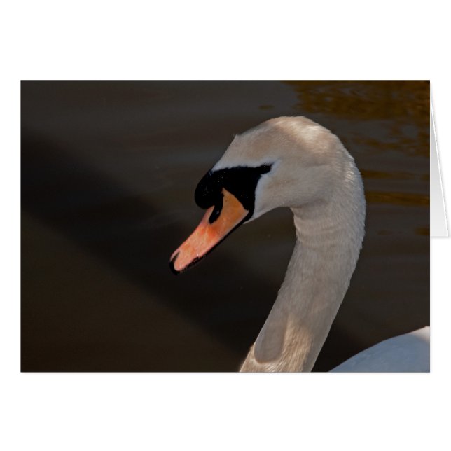 Mute Swan (Voorkant Horizontaal)