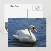 Mute Swan Briefkaart (Voorkant / Achterkant)