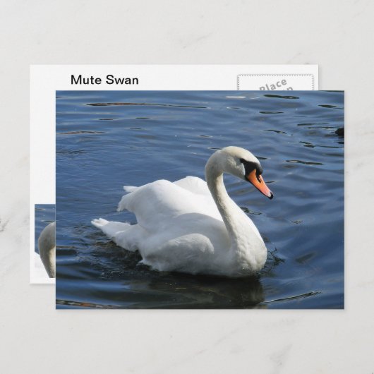 Mute Swan Briefkaart (Voorkant / Achterkant)