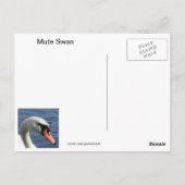 Mute Swan Briefkaart (Achterkant)