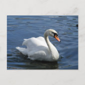 Mute Swan Briefkaart (Voorkant)